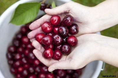 Post Harvest Cherry Storage Tips – How To Handle Harvested Cherries