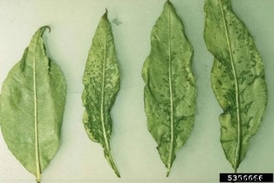 Cherry Rasp Leaf Control: Tips For Treating Cherry Rasp Leaf Virus