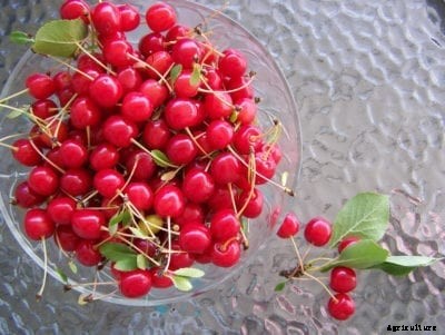What Are Lapins Cherries – Lapins Cherry Care Guide