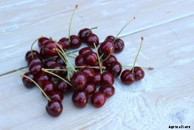 Growing Benton Cherries: How To Care For A Benton Cherry Tree