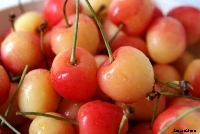 What Are Early Robin Cherries – When Do Early Robin Cherries Ripen
