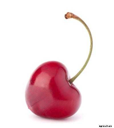 Sweetheart Cherry Info: Can You Grow Sweetheart Cherries At Home