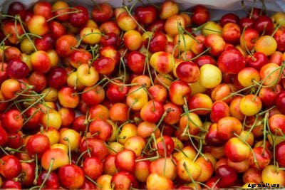 Rainier Sweet Cherry Info – How To Grow Rainier Cherries