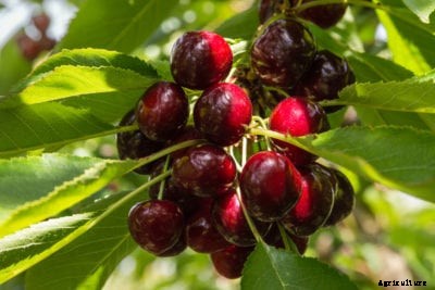 Cristalina Cherry Care – Tips For Growing Cristalina Cherries
