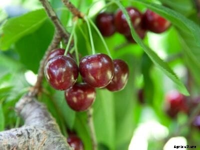 Homegrown Bing Cherry Trees – How To Care For A Bing Cherry Tree