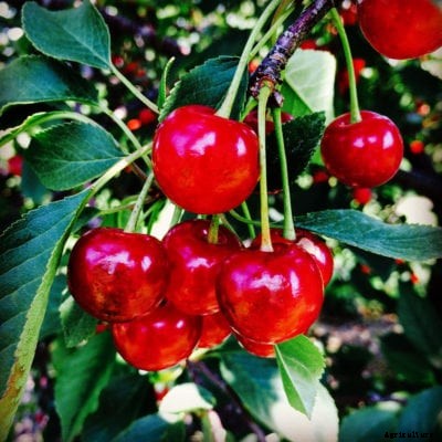 Montmorency Cherry Info: How To Grow Montmorency Tart Cherries