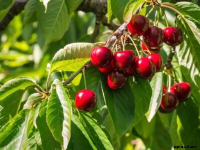 Stella Cherry Information: What Is A Stella Sweet Cherry
