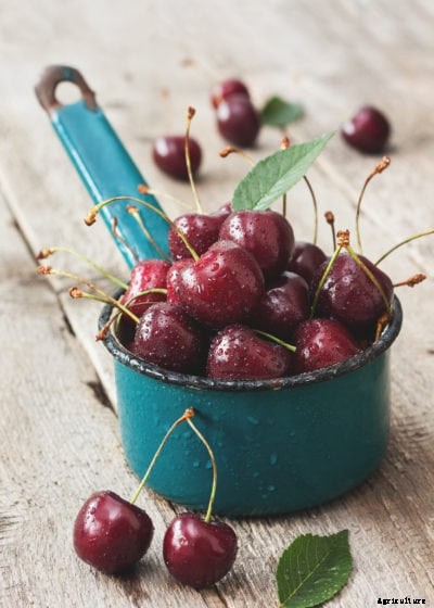 Van Cherry Care Info: Learn About Growing Van Cherries