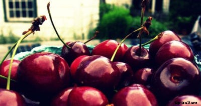Ulster Cherry Info – Learn About The Care Of Ulster Cherries
