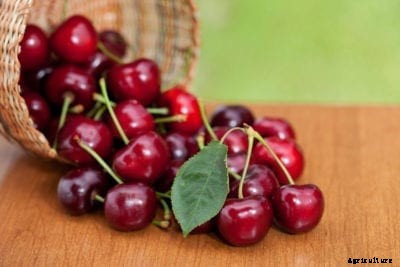 Growing Chelan Cherries: Learn About Chelan Cherry Tree Care