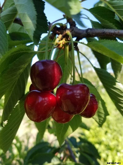 What Are Romeo Cherries: Growing A Romeo Cherry Tree
