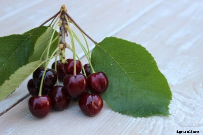 What Are Regina Cherries – How To Grow Regina Cherry Trees