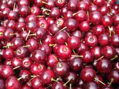 Cherry ‘Morello’ Variety: What Are English Morello Cherries