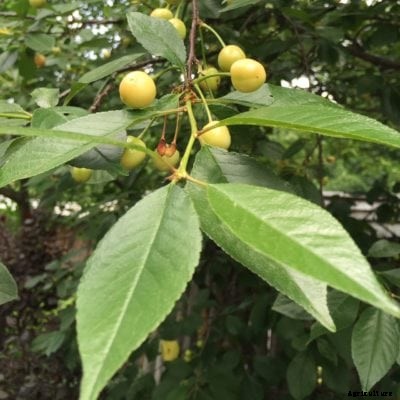 Yellow Cherry Varieties: Growing Cherries That Are Yellow