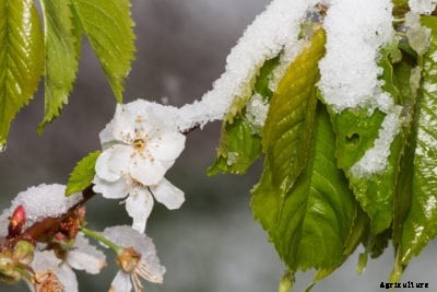Cherry Cold Requirements: How Many Chill Hours For Cherries