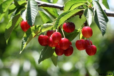 Cherry Drop Problems – Help, My Cherries Are Falling Off Tree