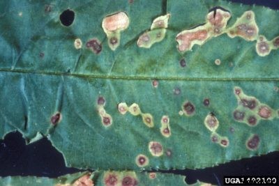 Cherry Shot Hole Info: How To Manage Black Leaf Spot On Cherry Trees