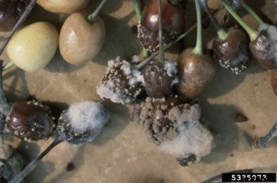 Cherries With Brown Rot: Controlling Cherry Brown Rot Symptoms