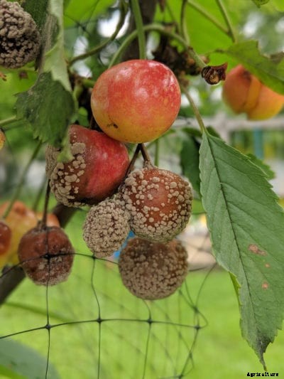 Cherry Brown Rot Symptoms – How To Control Brown Rot On A Cherry Tree