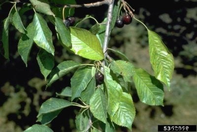 What Is Cherry Rusty Mottle: Treating Cherries With Rusty Mottle Disease