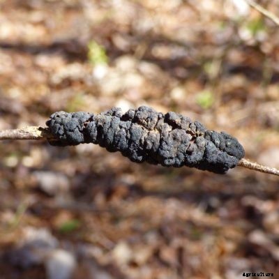 Cherry Black Knot Disease: Treating Cherry Trees With Black Knot