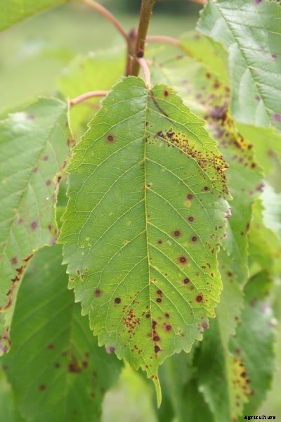 Reasons For Cherry Leaf Spots: Treating Cherry Leaves With Spots