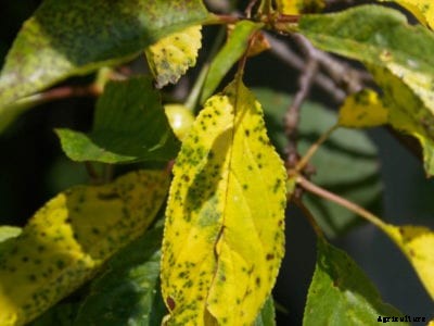 Cherry Leaf Spot Issues – What Causes Leaf Spots On Cherries