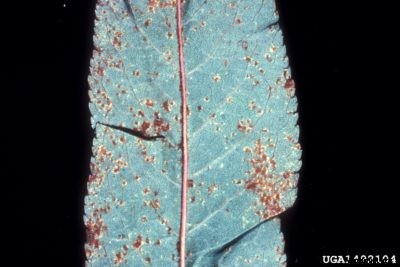 What Is Cherry Rust: How To Treat Rust On A Cherry Tree