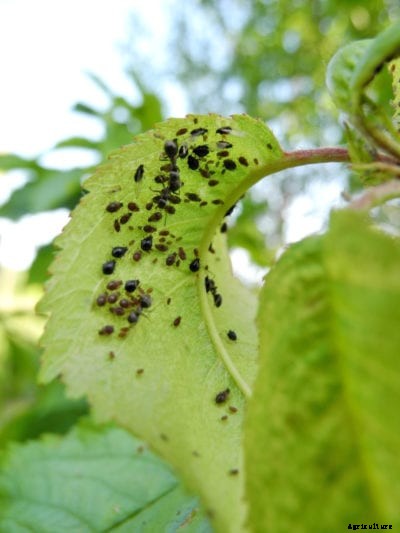 What Are Black Cherry Aphids – A Guide To Managing Black Cherry Aphids