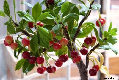 Container Grown Cherry Trees: Tips On Growing Cherries In A Pot
