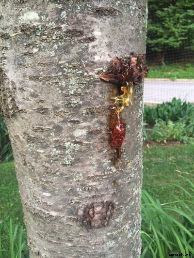 Bacterial Canker Control – Tips On Treating Bacterial Canker On Cherries