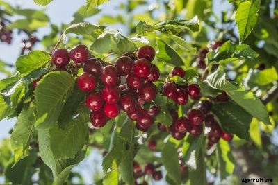 Cherry Tree Fertilizer: When And How To Fertilize Cherry Trees