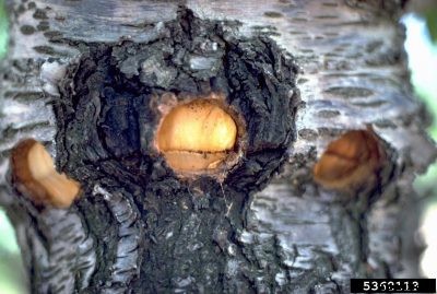 X Disease Of Cherries – What Is Cherry Buckskin Disease