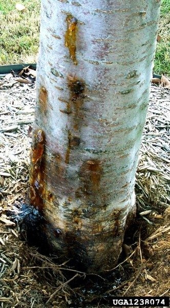 Cherry Borer Treatment: Tips For Controlling Cherry Tree Borers