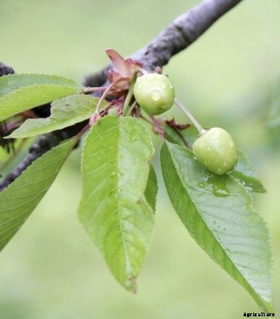 Thinning Cherry Trees: Learn How And When To Thin Cherries