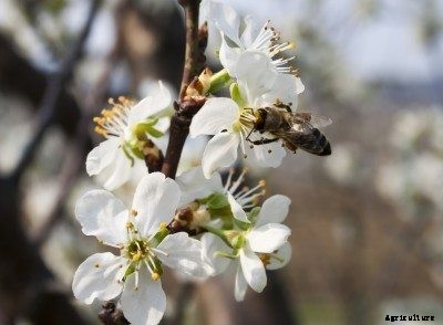 Pollinating A Cherry Tree: How Do Cherry Trees Pollinate