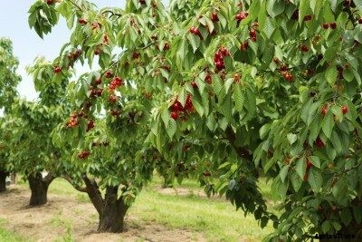 Cherry Tree Varieties: Types Of Cherry Trees For The Landscape