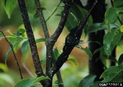 Cherry Tree Diseases: Tips On Treating Cherry Diseases