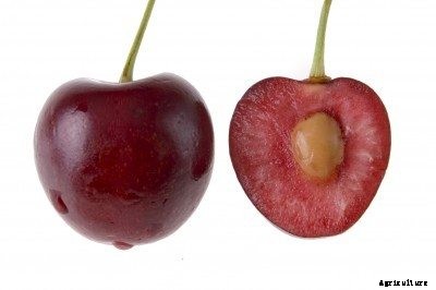 Tips For Planting Cherry Seeds: Can You Grow A Cherry Tree Pit