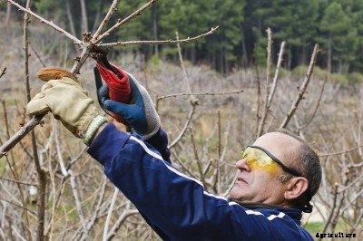 Cherry Tree Pruning: How And When To Trim A Cherry Tree