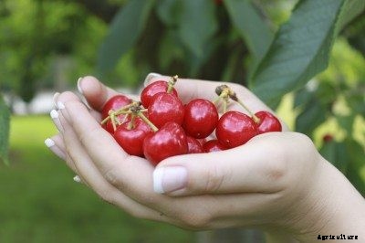 Cherry Tree Harvesting: How And When To Pick Cherries