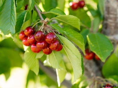 Cherry Tree Problems: What To Do For A Cherry Tree Not Fruiting