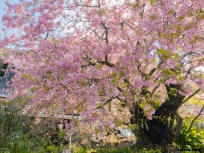 Cherry Tree Care – How To Grow Cherry Trees