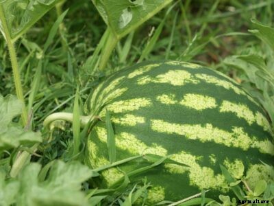 Watermelon Growing: Great Watermelon Varieties To Try