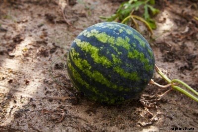 New Orchid Watermelon Info: How To Grow A New Orchid Melon