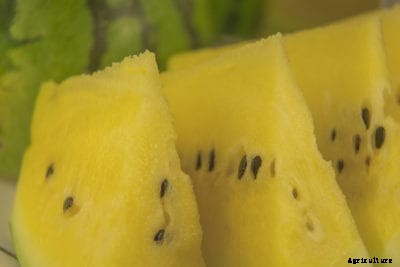 Yellow Watermelons – How To Grow Yellow Crimson Watermelon Plants