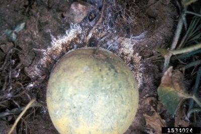 Watermelon Southern Blight: How To Treat Southern Blight On Watermelon Vines