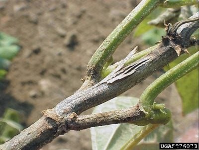 What Is Watermelon Charcoal Rot – Treating Charcoal Rot In Watermelons