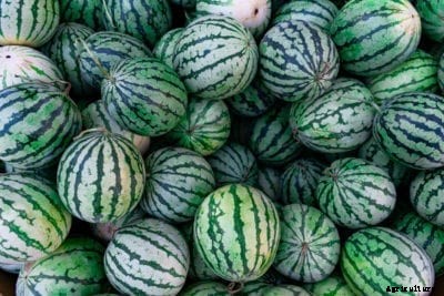Yellow Doll Watermelons – Learn About Yellow Doll Watermelon Care