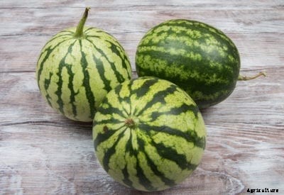 Little Baby Flower Melon Info: Caring For Little Baby Flower Watermelons